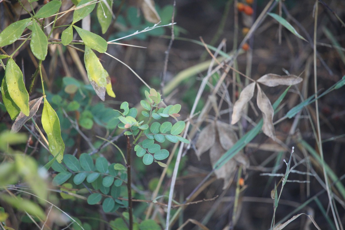 Phyllanthus reticulatus Poir.